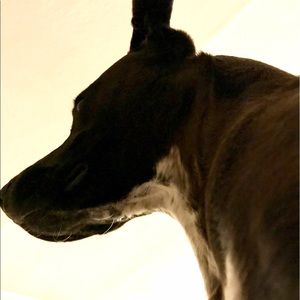 Meet your Posher, Samson