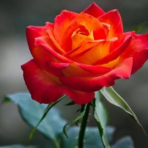 Meet your Posher, Connie