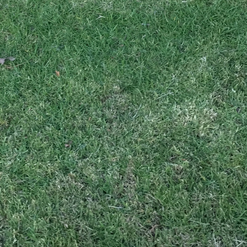 Meet your Posher, Jazmin