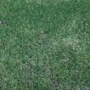 Meet your Posher, Jazmin