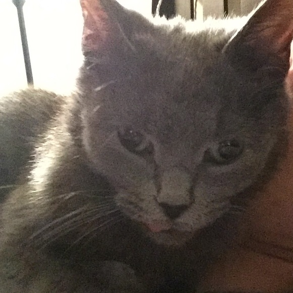 Meet your Posher, Raven - Picture 1 of 1