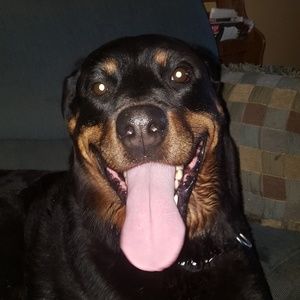 Meet your Posher, Bailey