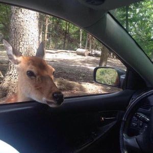 Meet your Posher, Eulannae