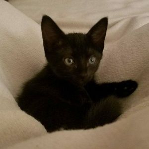 Meet your Posher, Brittney