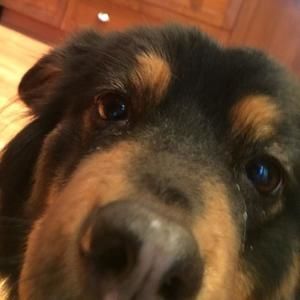 Meet your Posher, Lily