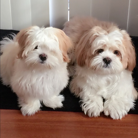 Meet your Posher, Mary anne - Picture 1 of 1