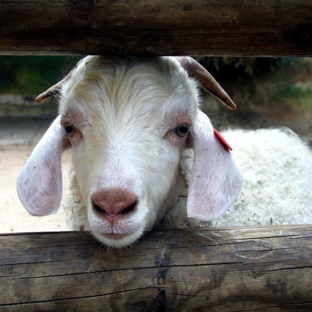 Meet your Posher, Denise