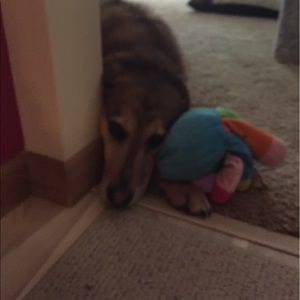 Meet your Posher, Joy