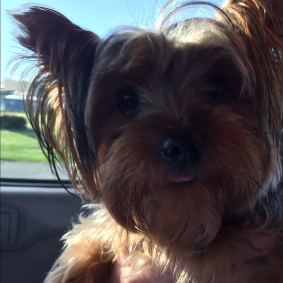 Meet your Posher, Itzel - Picture 1 of 1