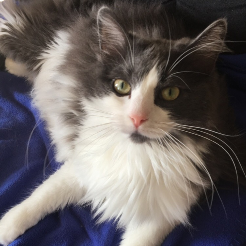 Meet your Posher, Joe