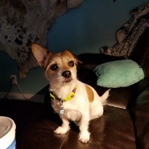 Meet your Posher, Joey