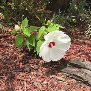 Meet your Posher, Jennine