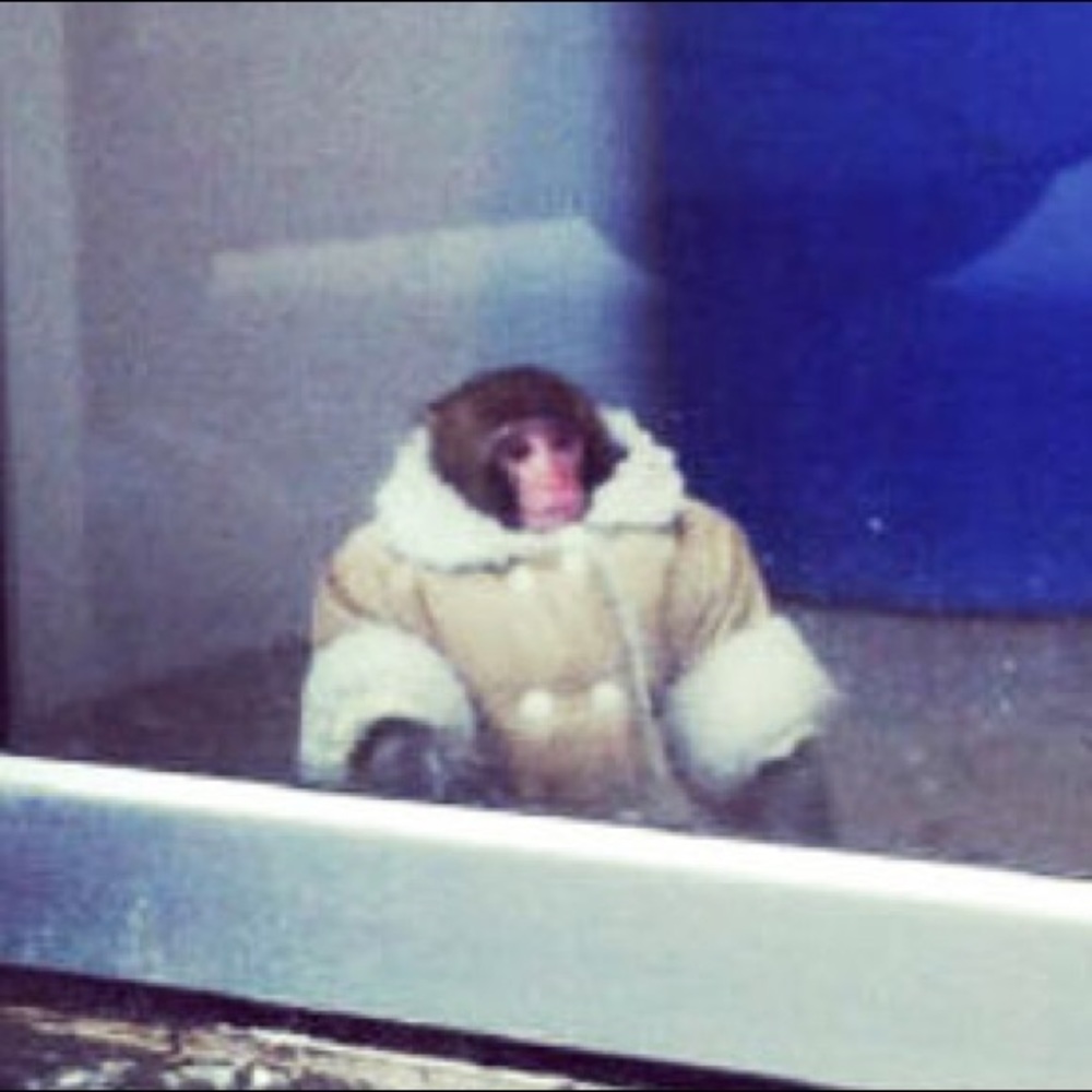 Meet your Posher, Jai 🙋🏻‍♂️🐵🙈🙉🙊🐒👍🙌😀