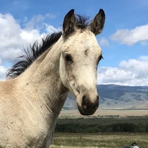 Meet your Posher, Meg