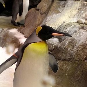 Meet your Posher, Simon