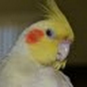 Meet your Posher, Priscilla