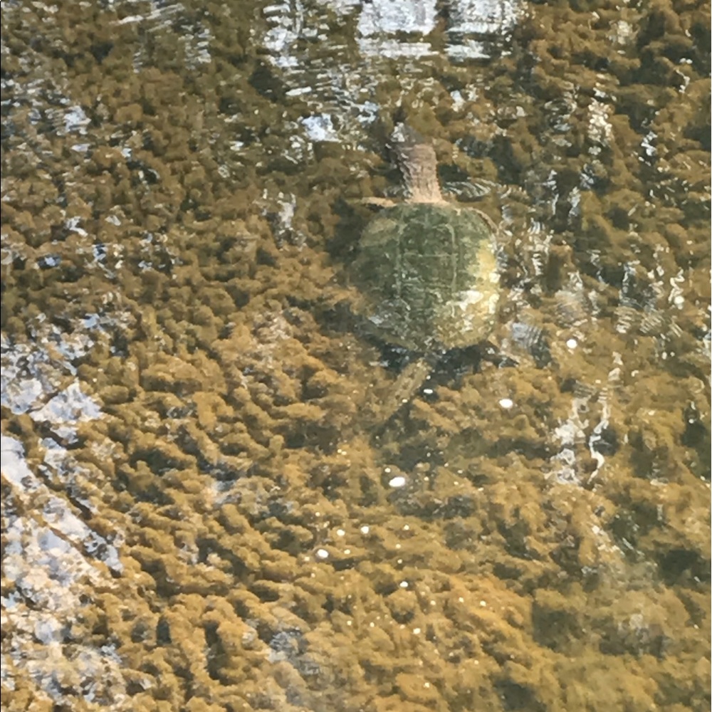 Meet your Posher, Diana