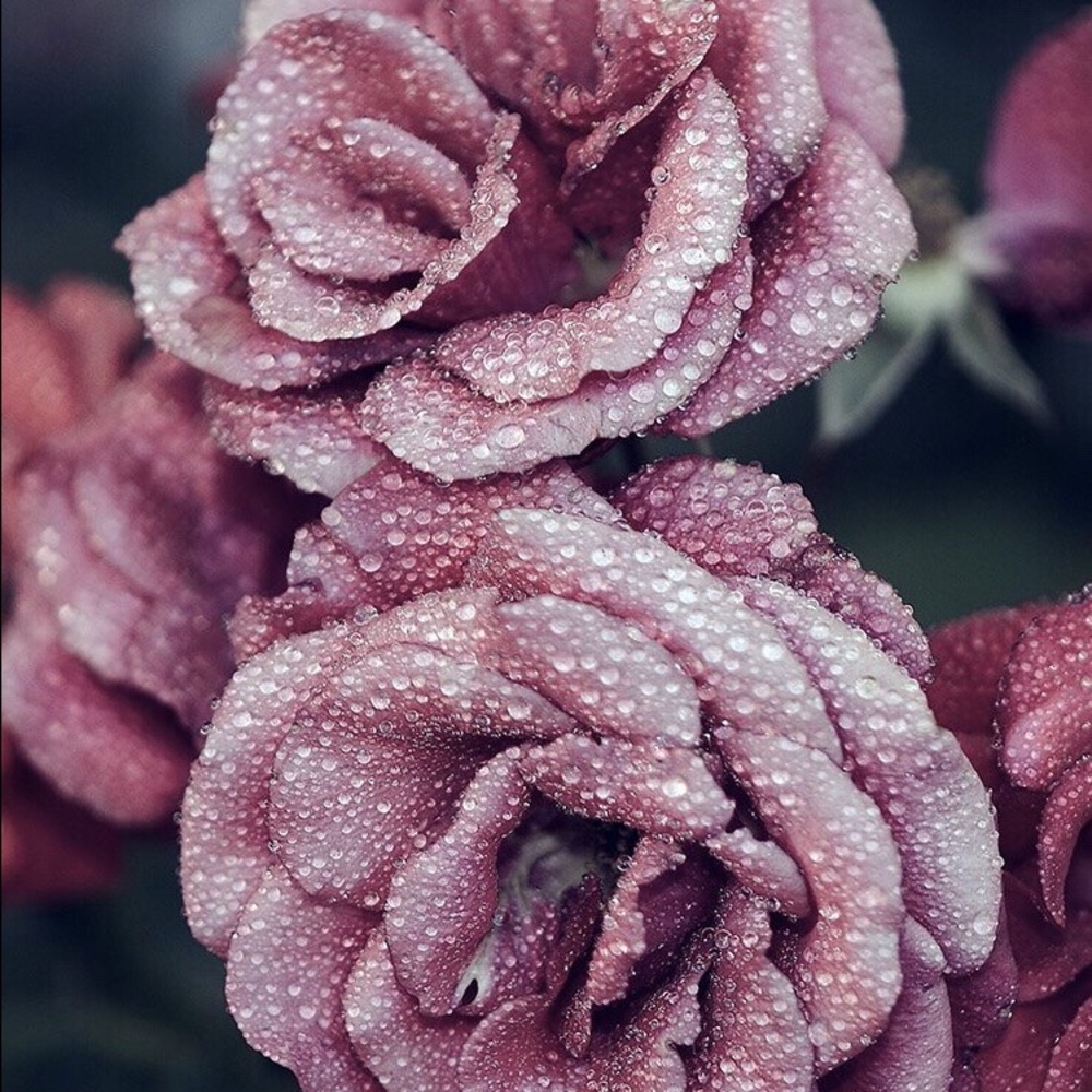 Meet your Posher, Kalona