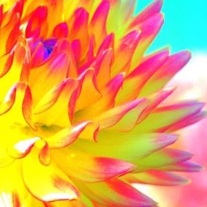 Meet your Posher, Jen