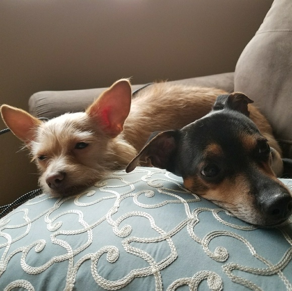 I'm a Posh Ambassador🎊🎉🎀😊😄 - Picture 3 of 8