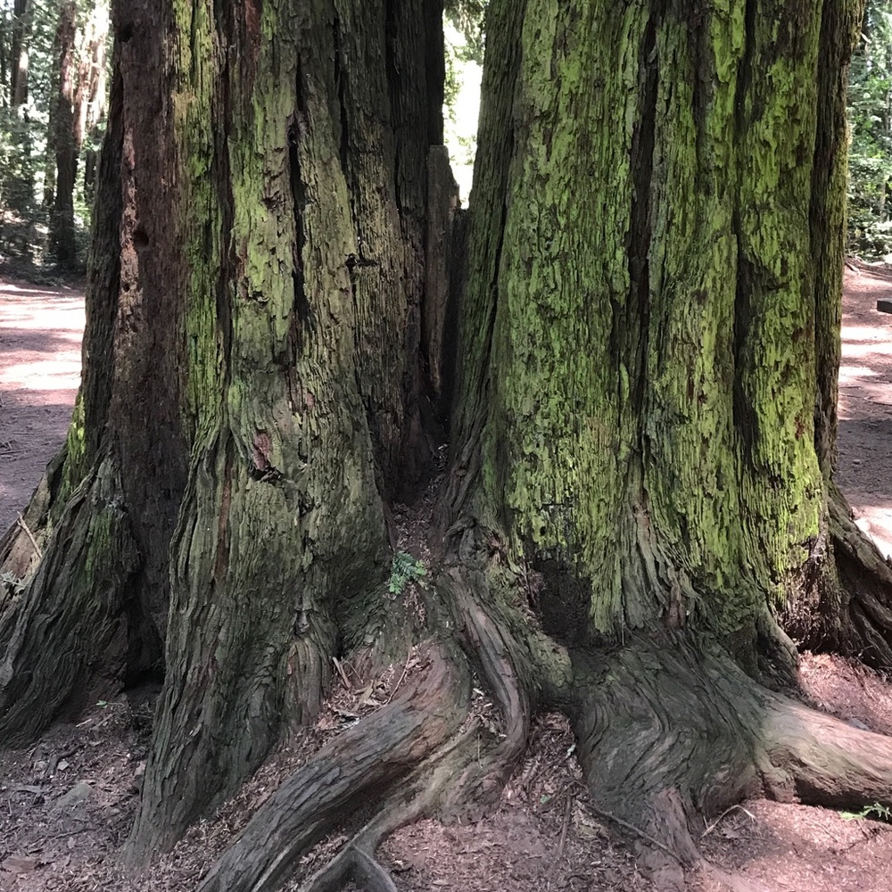 Meet your Posher, Louisa