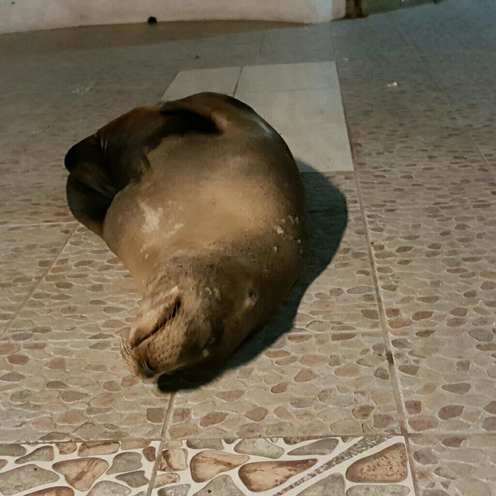 Meet your Posher, Danny