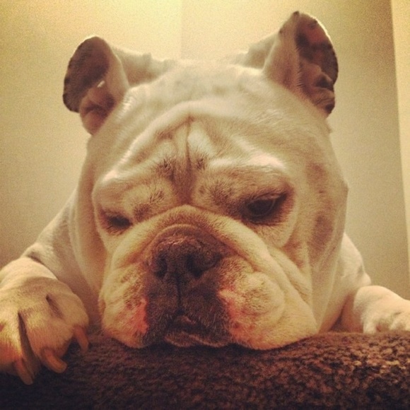 Meet your Posher, Cat!๐ - Picture 2 of 3