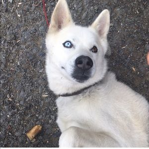 Meet your Posher, Allison