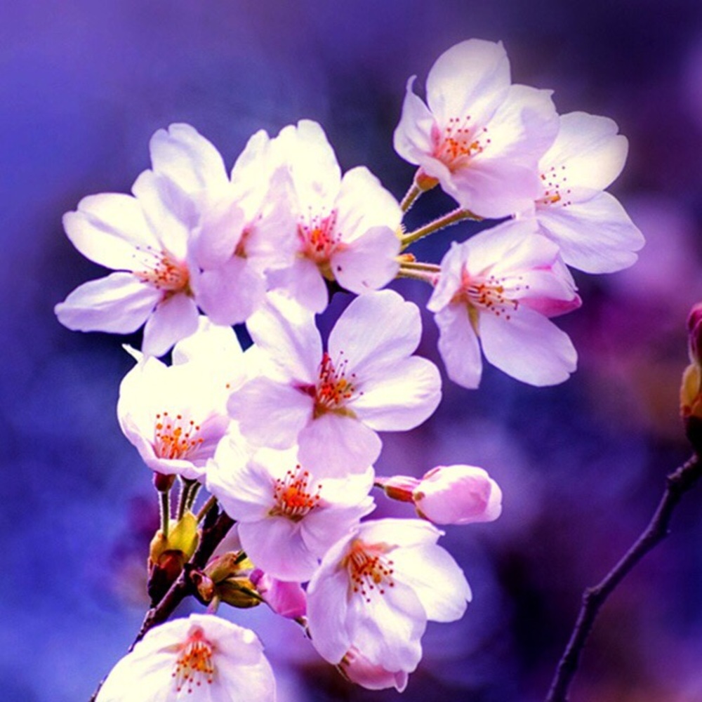 Meet your Posher, Tory