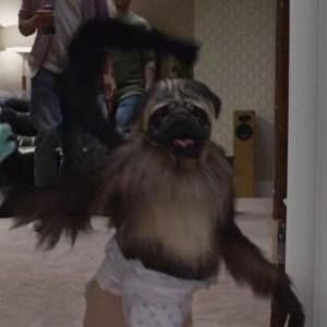 Meet your Posher, Joy