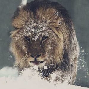 Meet your Posher, Umit