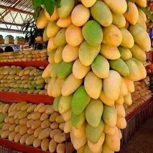 Meet your Posher, Rachelle