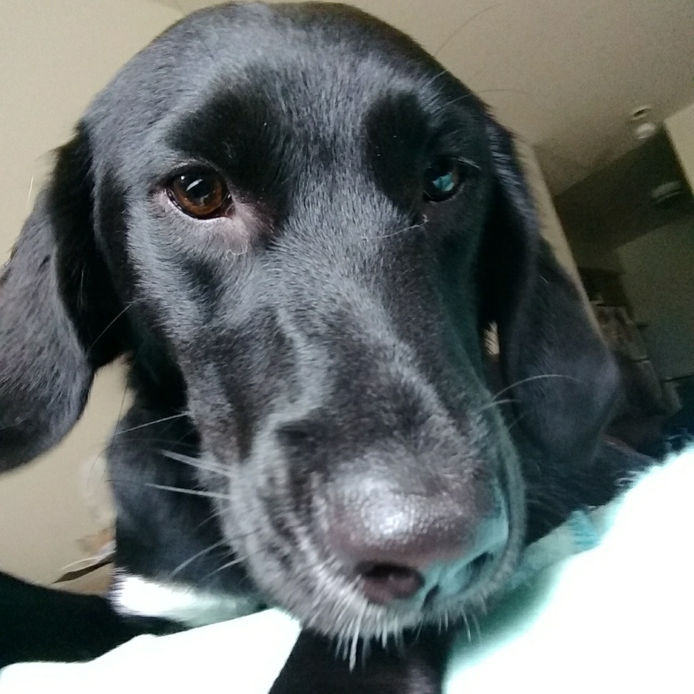 Meet your Posher, Laney