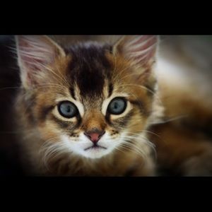 Meet your Posher, Bader