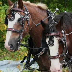 Meet your Posher, Heidi