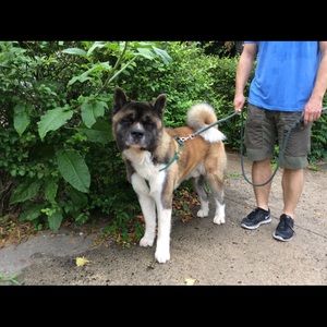 Meet your Posher, Steven