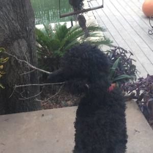 Meet your Posher, Barnaby