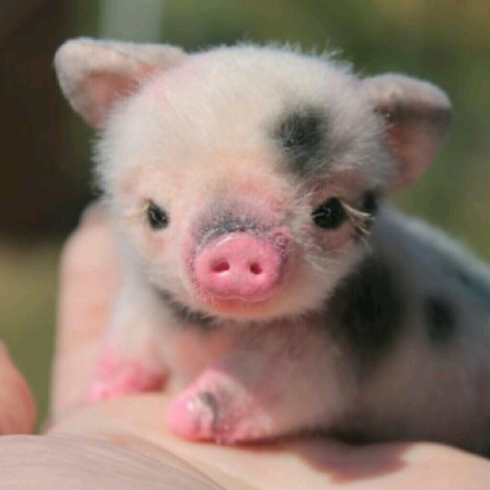 Meet your Posher, Zoie