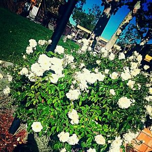 Meet your Posher, Ahnessa