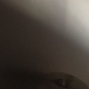 Meet your Posher, Perla