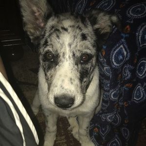 Meet your Posher, Savannah