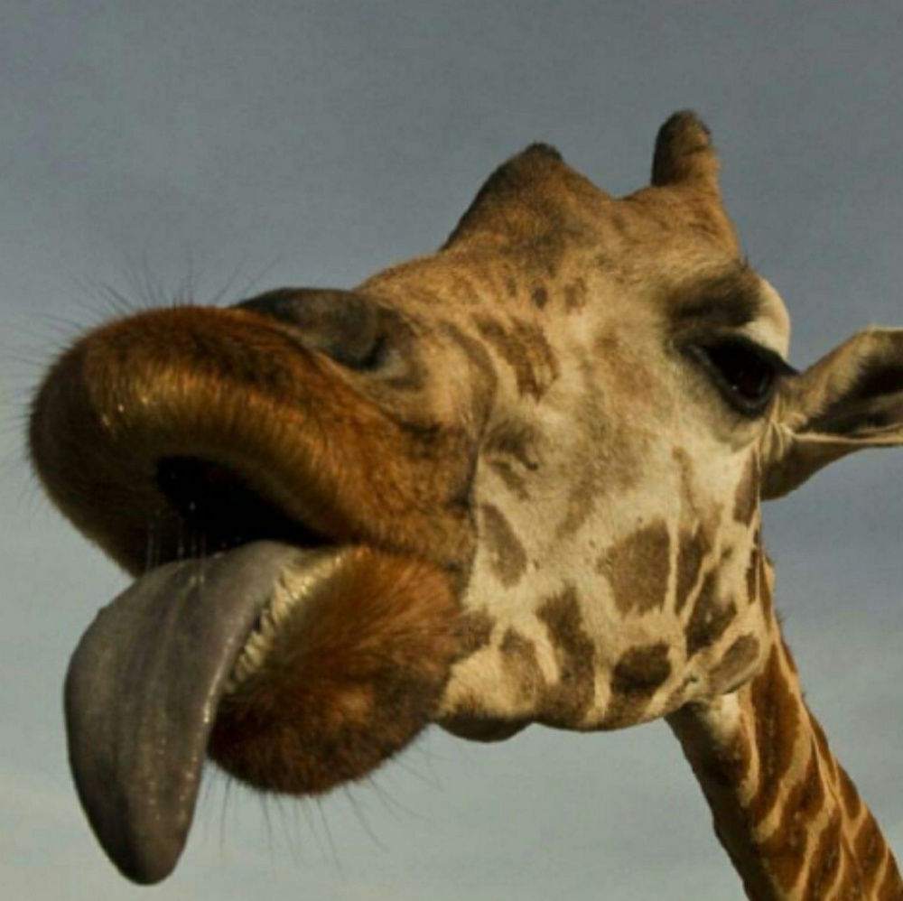 Meet your Posher, Birgit