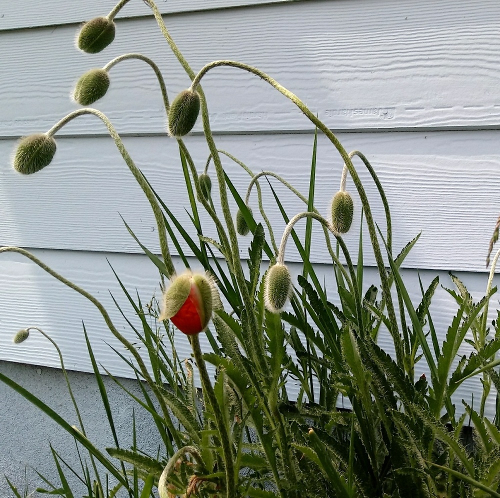 Meet your Posher, Cherie