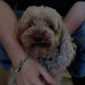Meet your Posher, Rusty