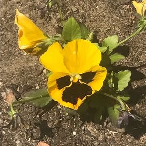 Meet your Posher, Iris