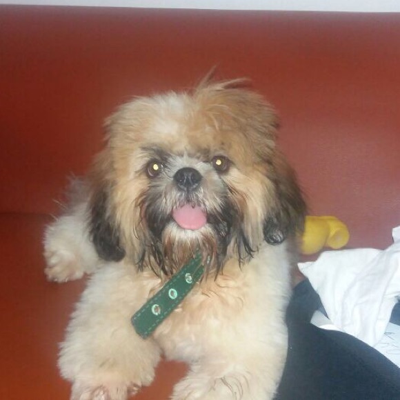 Meet your Posher, Valentina - Picture 1 of 1