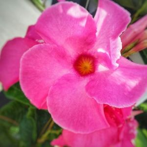 Meet your Posher, Kalia