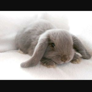 Meet your Posher, Tasha