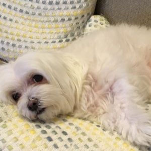 Meet your Posher, Sofia