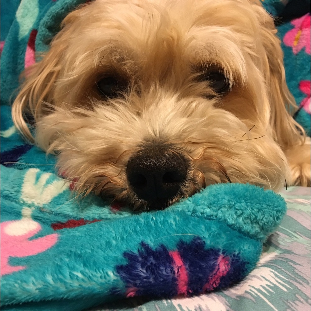 Meet your Posher, Gracie